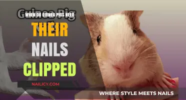 Guinea Pig Nail Care: When and How to Trim Safely