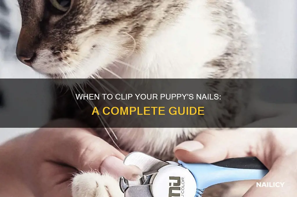 when do i clip my puppy