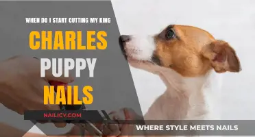 How Early Should You Start Trimming Your King Charles' Nails?