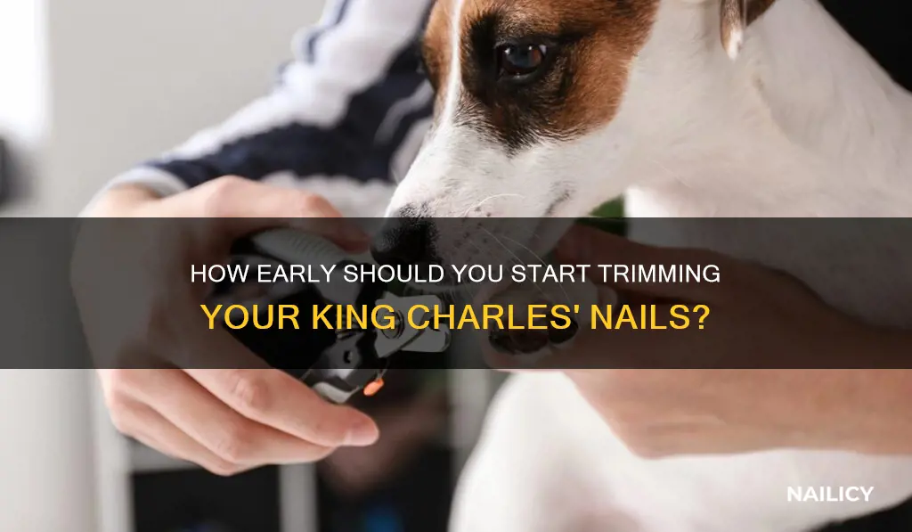 when do i start cutting my king charles puppy nails