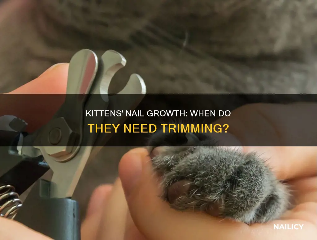 when do kittens grow their nails