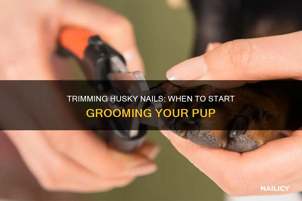 when do u start to trim husky nails