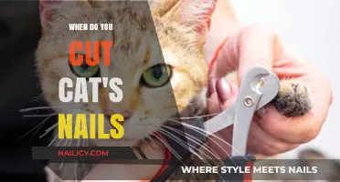 Trimming Your Cat's Nails: When and How