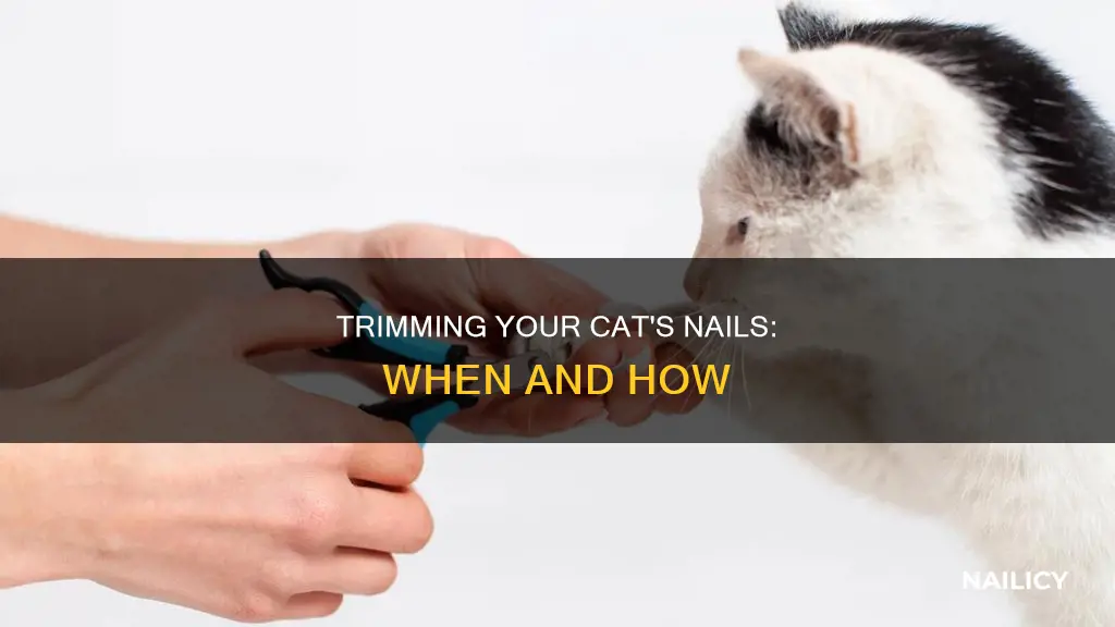 when do you cut cat