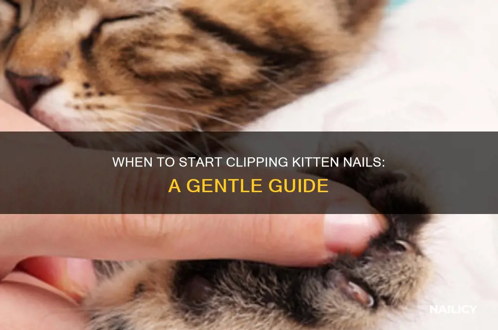 when do you start clipping kitten nails