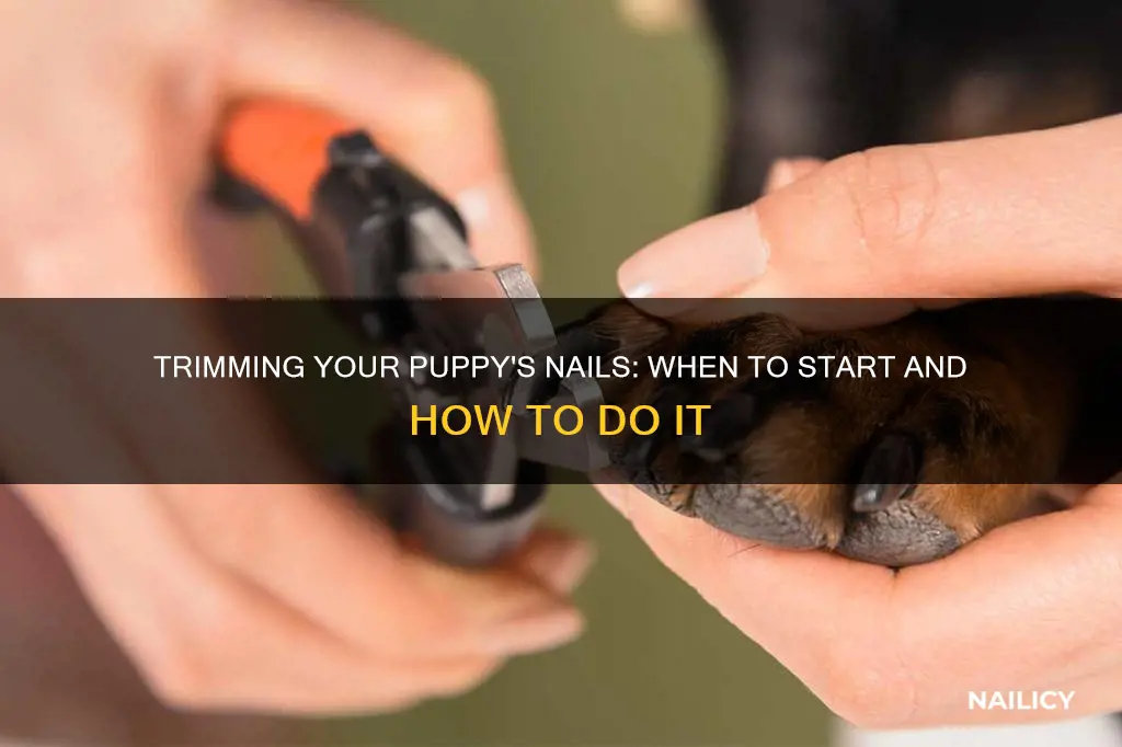 when do you start trimming puppies nails