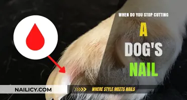 Trimming Dog Nails: When to Stop Clipping?