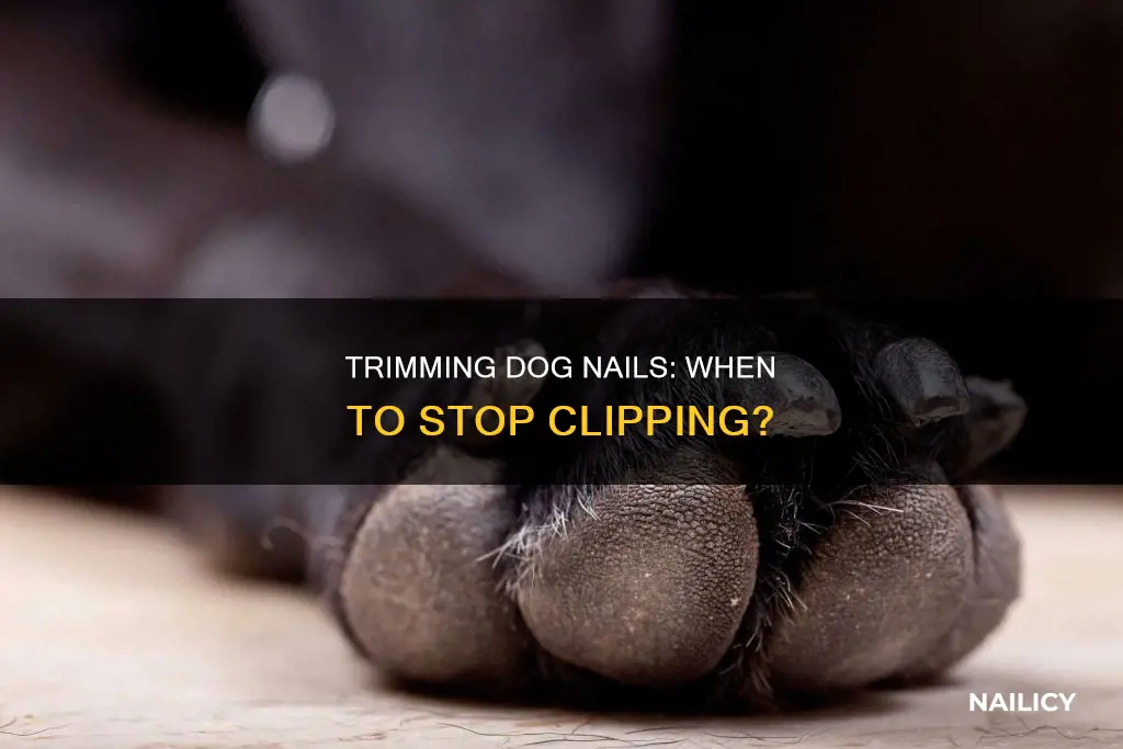 when do you stop cutting a dog