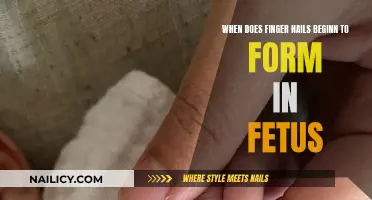 Fetal Development: Fingernails Forming in the Womb