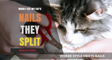 Trimming Cat Nails: Why They Split and How to Prevent It