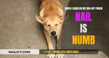 Dog Scratching Leaves Fingertips Numb: Why?