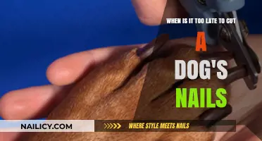 Dog Nail Clipping: When to Stop Trimming?