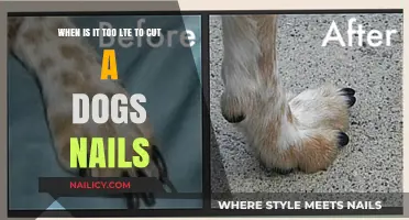 Don't Wait Too Long to Trim Your Dog's Nails