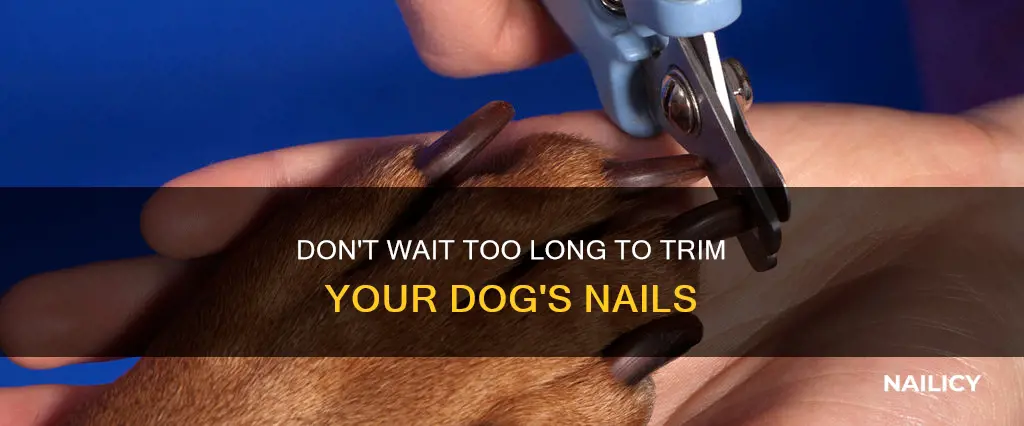 when is it too lte to cut a dogs nails