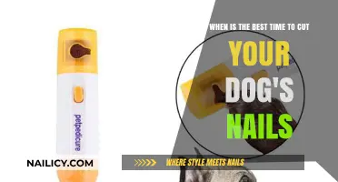How Often to Trim Your Dog's Nails?