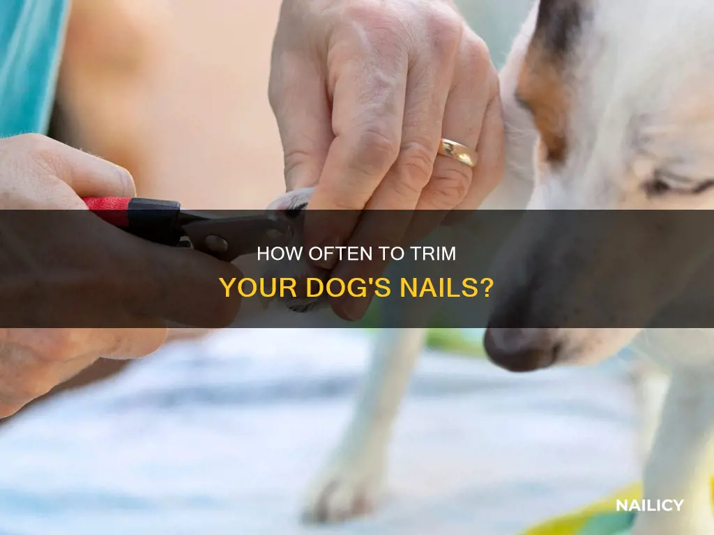 when is the best time to cut your dog
