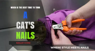 Trimming Your Cat's Nails: The Ideal Time