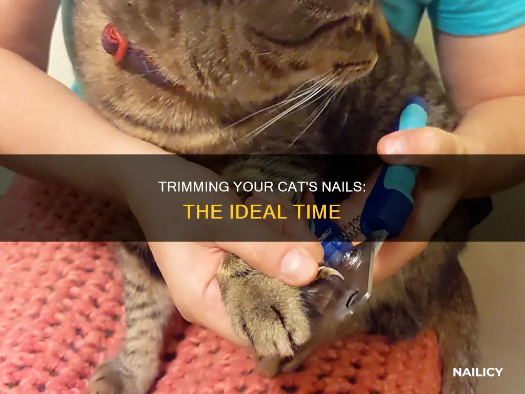 when is the best time to trim a cat