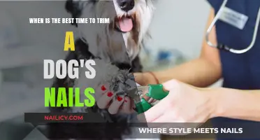 Trimming Dog Nails: The Ideal Time for a Safe Clip