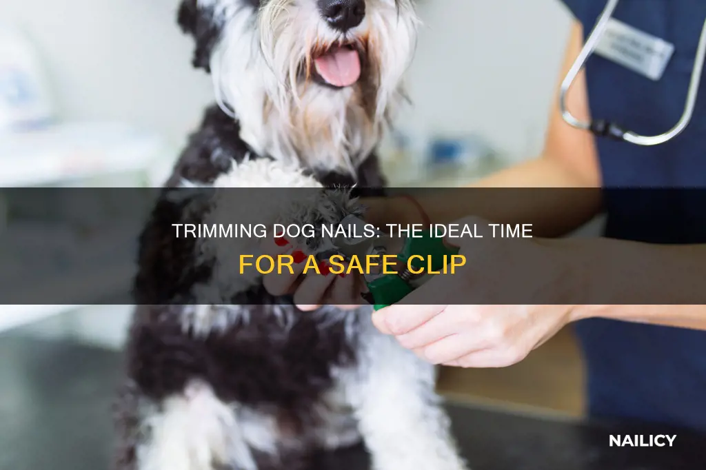 when is the best time to trim a dog