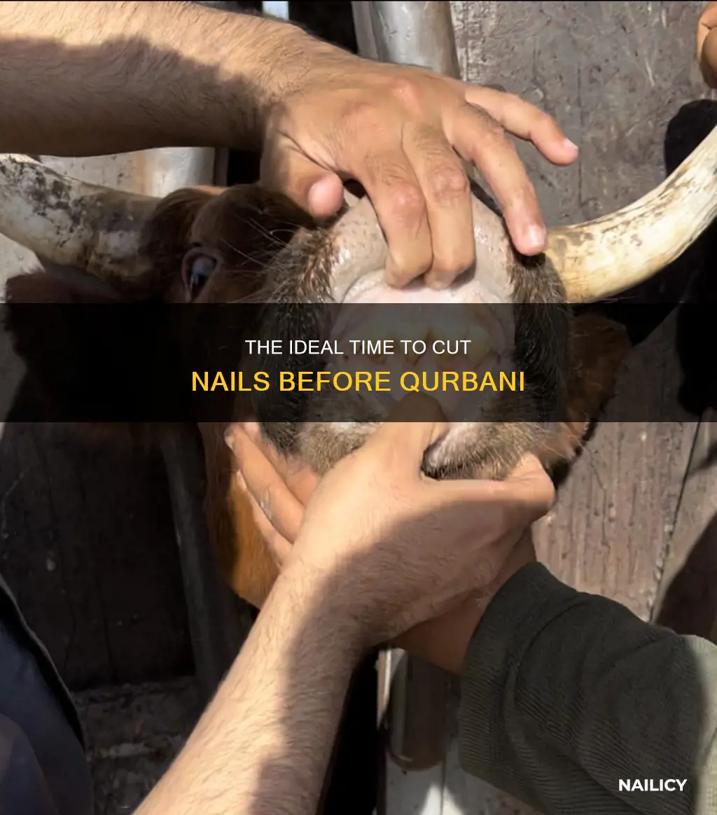 when is the last day to cut nails before qurbani
