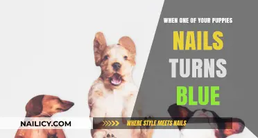 Blue Puppy Nail: Causes, Concerns, and Quick Care Tips