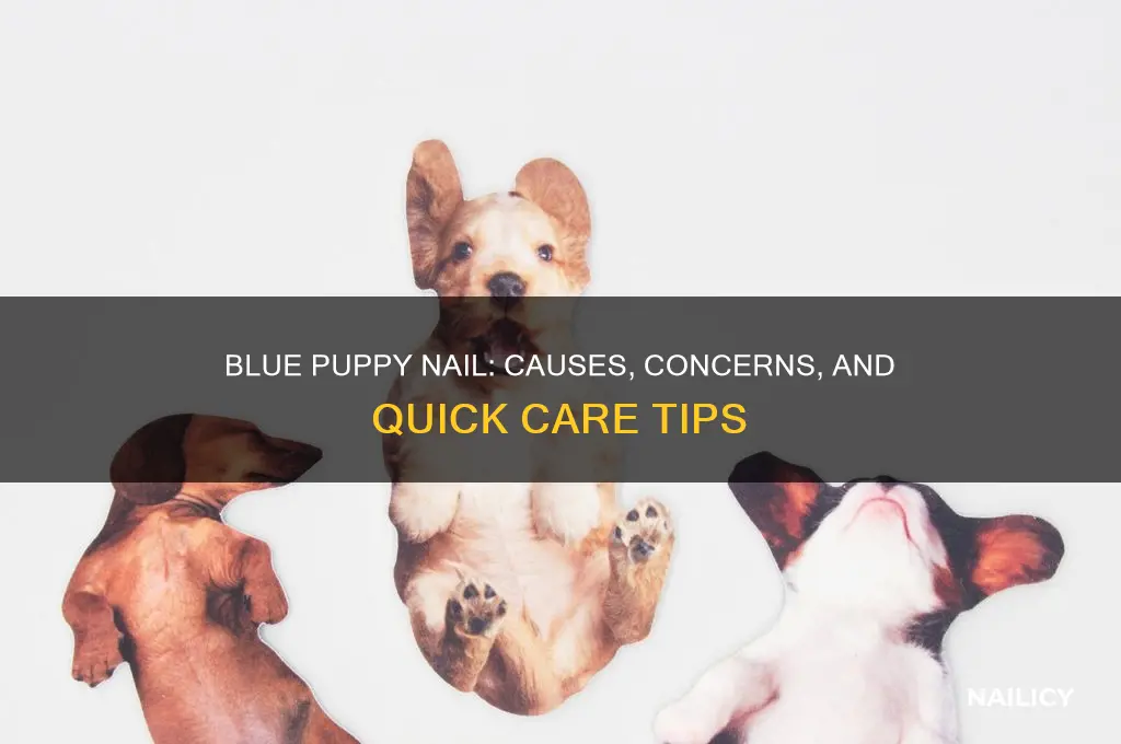 when one of your puppies nails turns blue