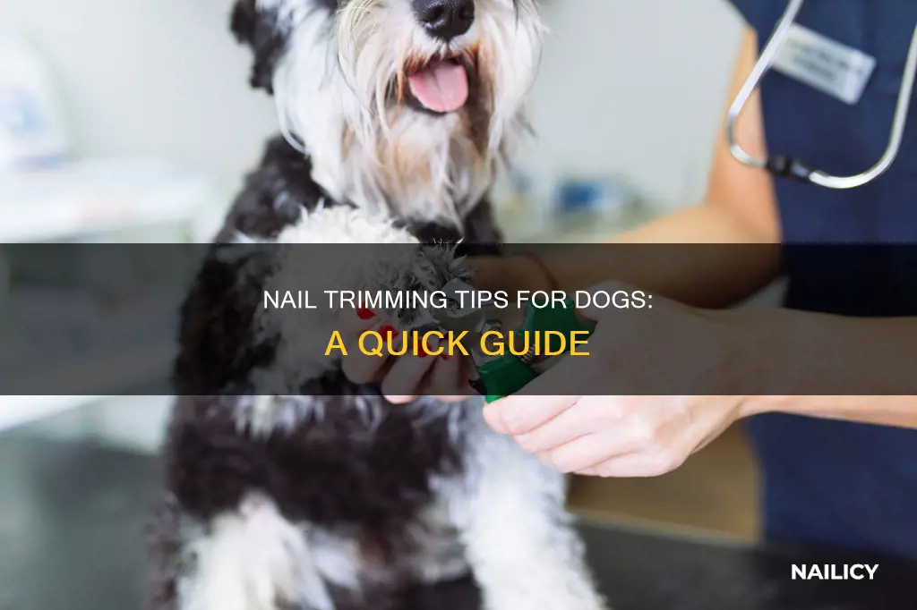 when performing a nail trim on a dog: