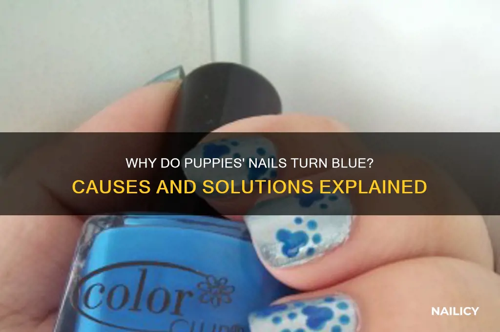 when puppies nail turns blue