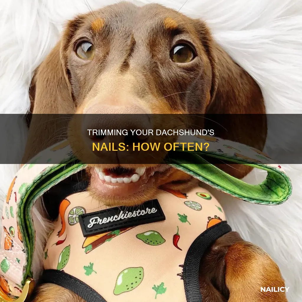 when should i cut my dachsunds nails
