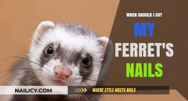 How Often to Trim Your Ferret's Nails?