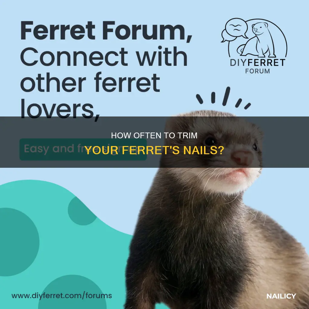 when should i cut my ferret