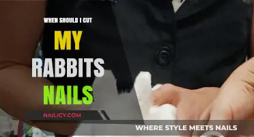 Trimming Rabbit Nails: When is the Right Time?