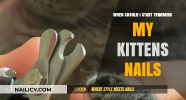 Trimming Your Kitten's Nails: The Right Time to Start