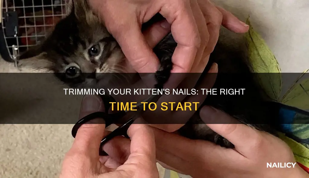 when should i start trimming my kittens nails