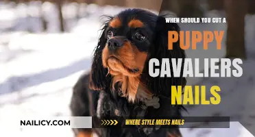 How Often to Trim Your Cavalier's Nails?
