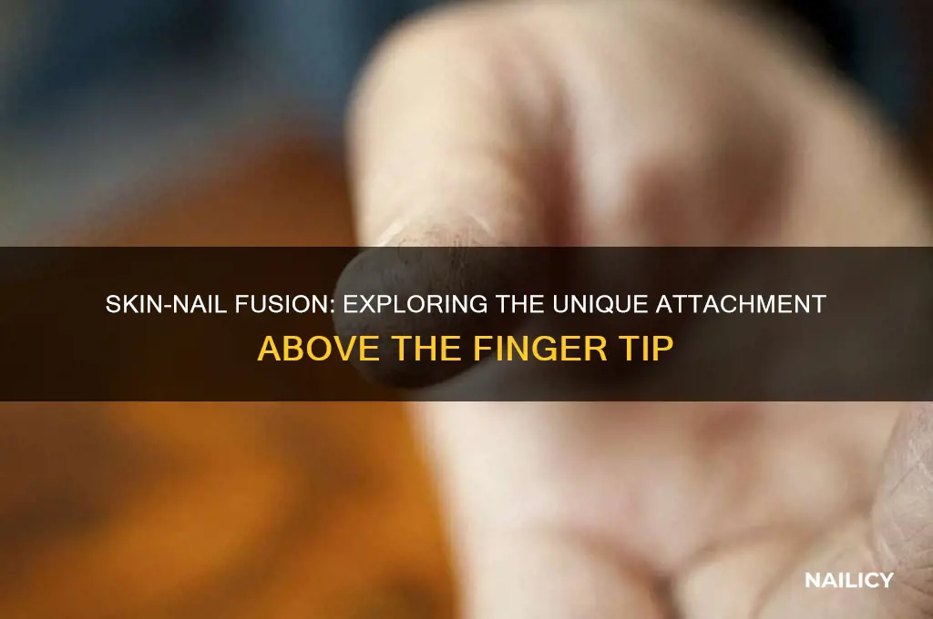 when skin attached to nail above finger tip