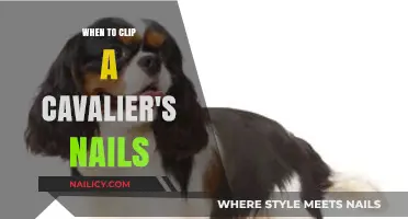 When to Clip Your Cavalier's Nails: A Grooming Guide