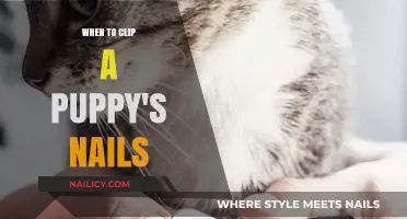 When to Clip a Puppy's Nails: A Gentle Grooming Guide