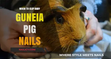When to Clip Baby Guinea Pig Nails: A Gentle Guide