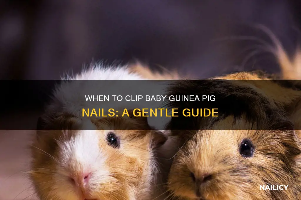 when to clip baby guneia pig nails