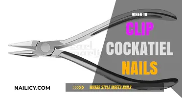 When to Clip Cockatiel Nails: A Guide for Bird Owners