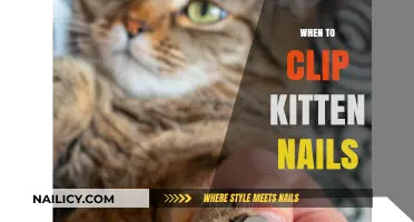 Purr-fect Timing: When and How to Clip Your Kitten's Nails