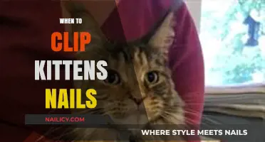 Purr-fect Timing: When and How to Clip Your Kitten's Nails