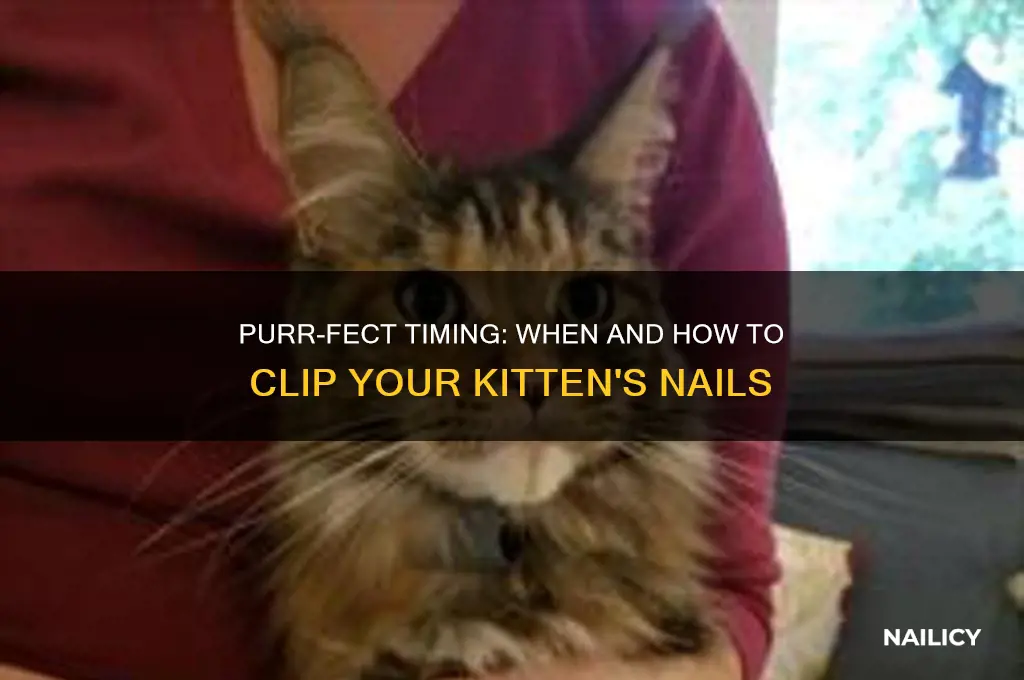 when to clip kittens nails