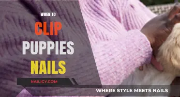 When to Clip Puppies' Nails: A Guide for New Owners