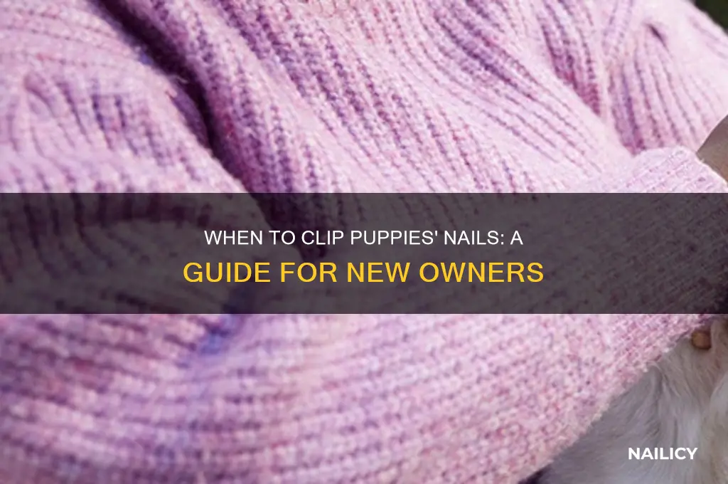 when to clip puppies nails