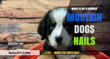 Trimming Your Bernese's Nails: When and How
