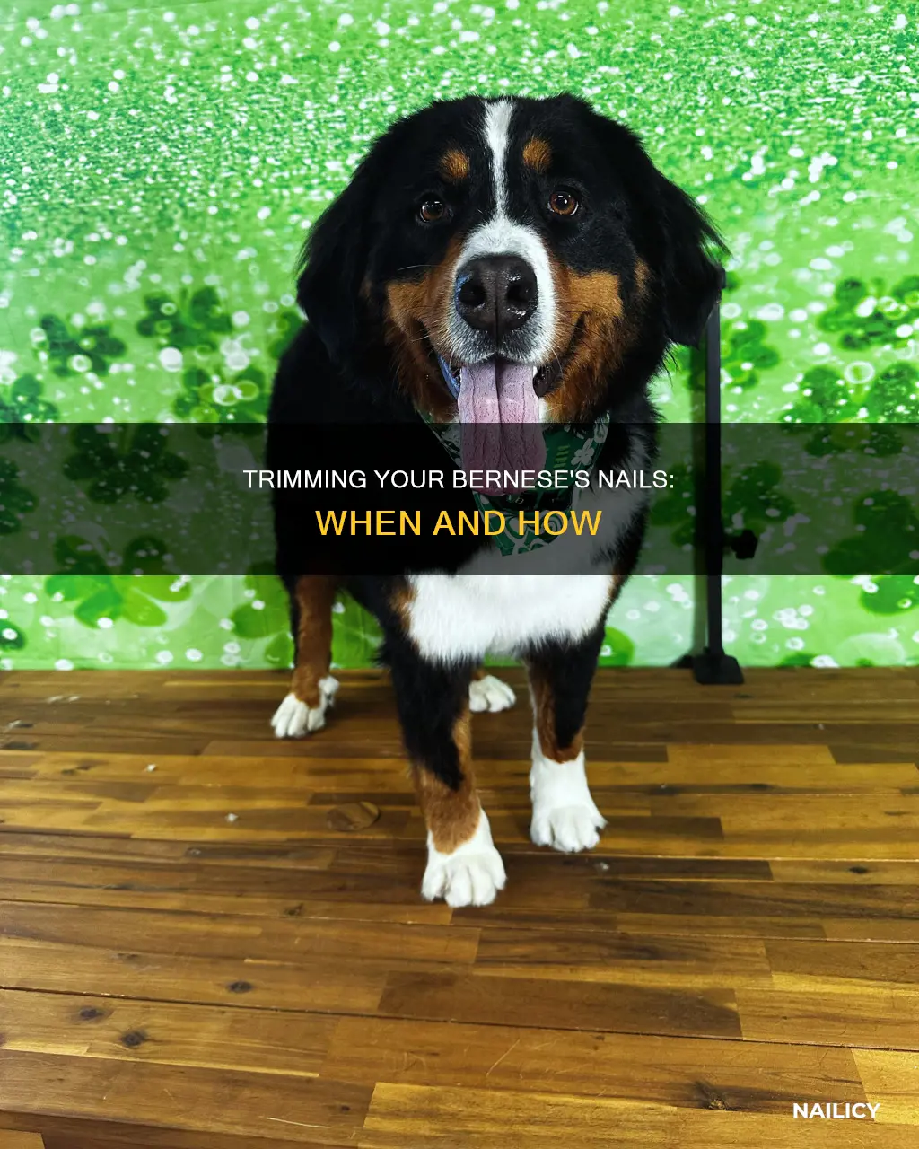when to cut a bernese moutain dogs nails