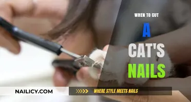 Trimming Your Cat's Nails: When and How to Cut Them